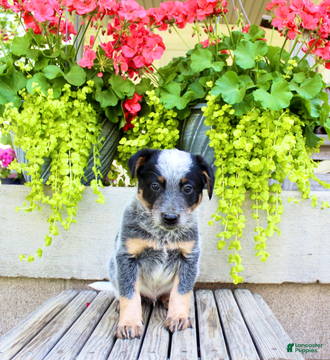 Australian Cattle Dog dogs for sale: Snickers  - Ad 2