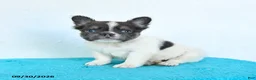 French Bulldog dogs for sale: Dusty - Ad 3