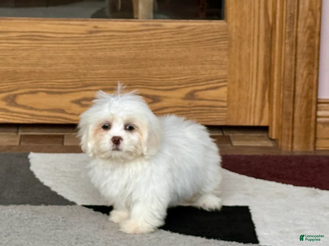 Lhasa Apso dogs for sale: Angel - Ad 6