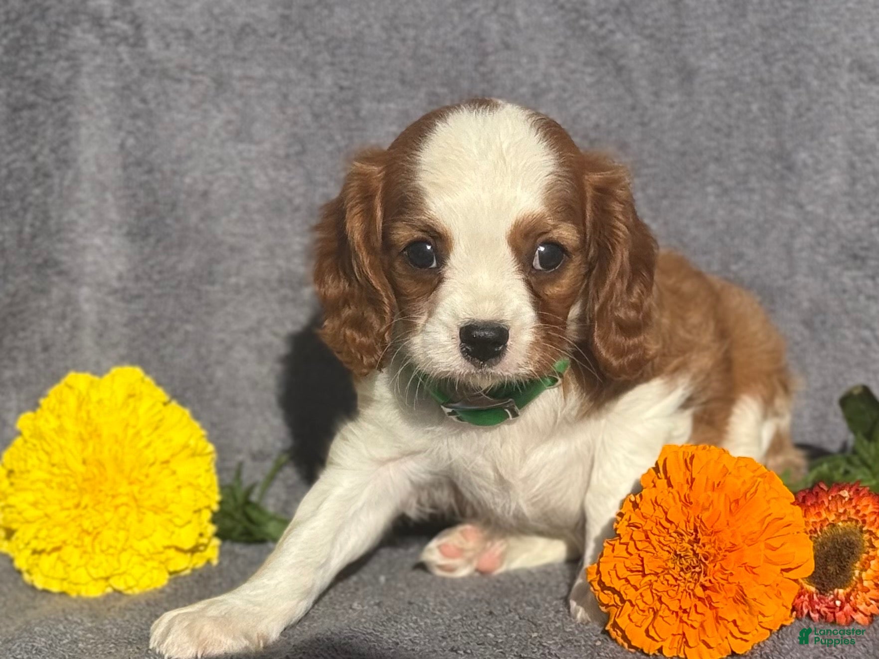 Cavalier King Charles Spaniel dogs Baxter - Ad 2