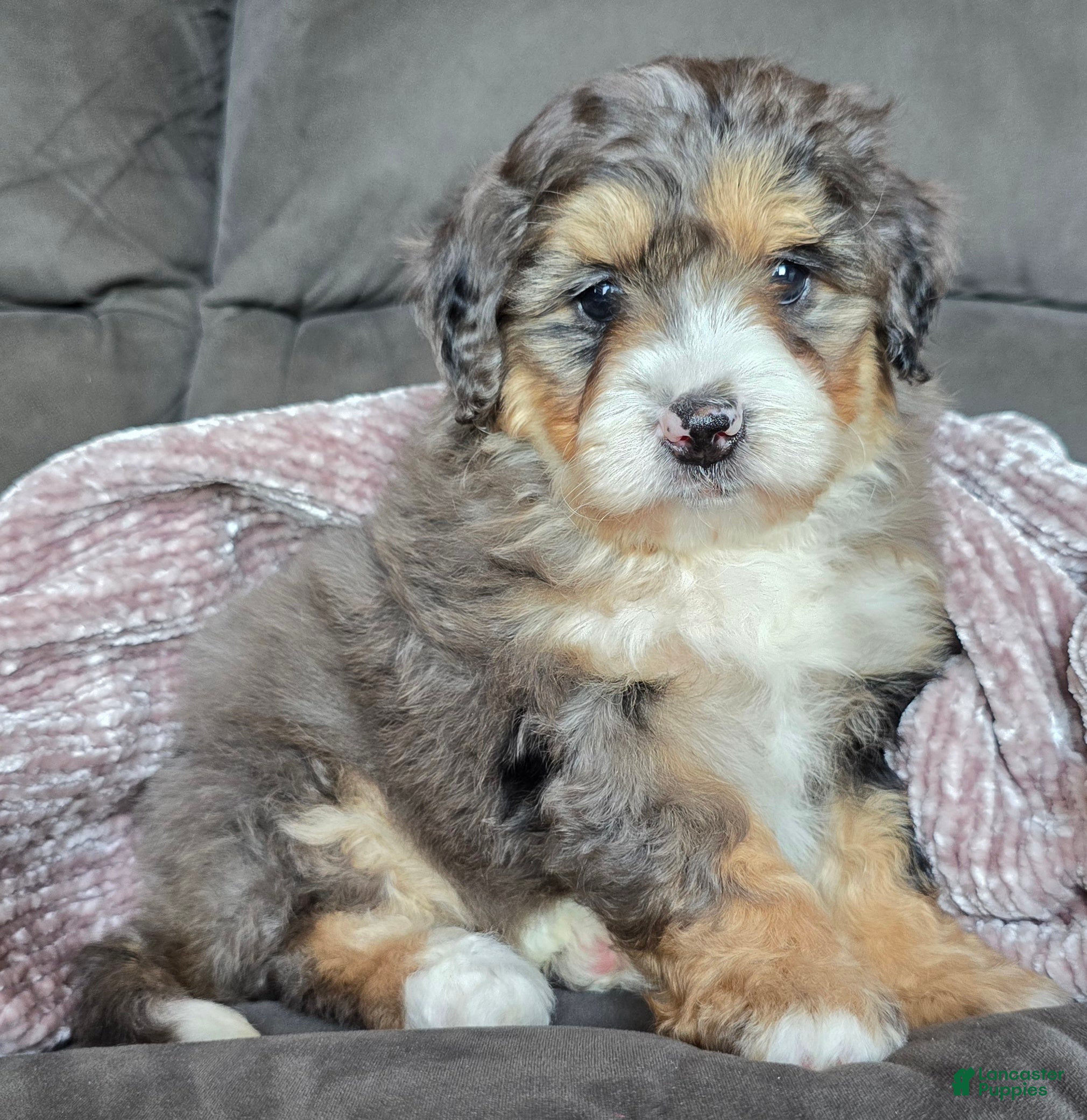 Mini Bernedoodle dogs Mini Bella - Ad 20