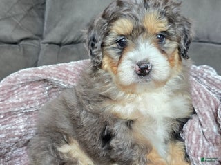 Mini Bernedoodle dogs Mini Bella - Ad 20