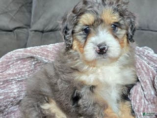 Mini Bernedoodle dogs Mini Bella - Ad 19