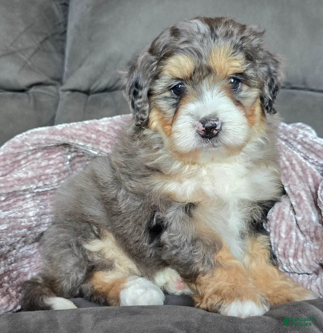 Mini Bernedoodle dogs for sale: Mini Bella - Ad 1
