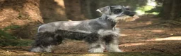 Miniature Schnauzer dogs for sale: Qeleigh Miniature Schnauzer  - Ad 3