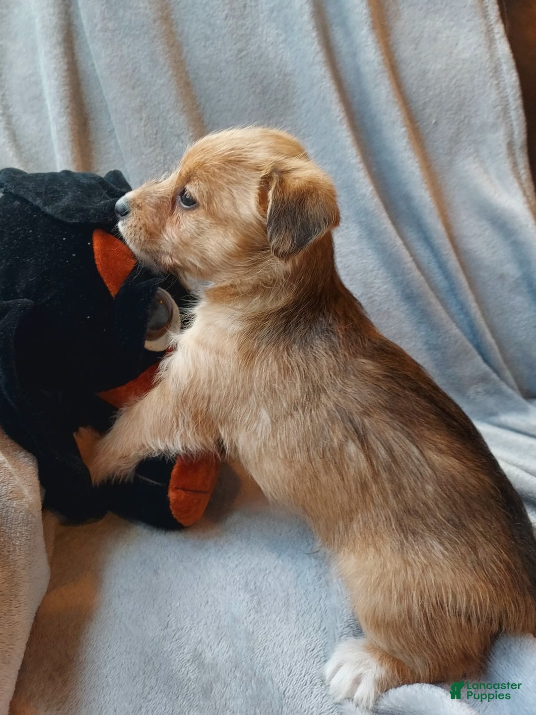 Jackapoo dogs for sale: Percy - Ad 3