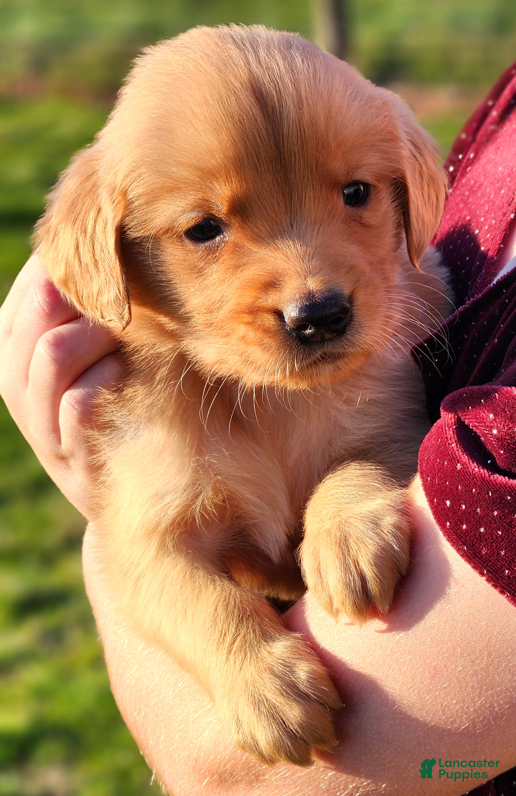 Golden Retriever dogs Rocky - Ad 1