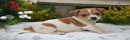 Jack Russell Terrier dogs for sale: Pinto - Ad 7