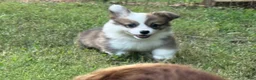 Welsh Corgi Pembroke dogs for sale: Fluffy Sable - Ad 9