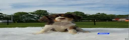 Cavalier King Charles Spaniel dogs for sale: Miso - Ad 2