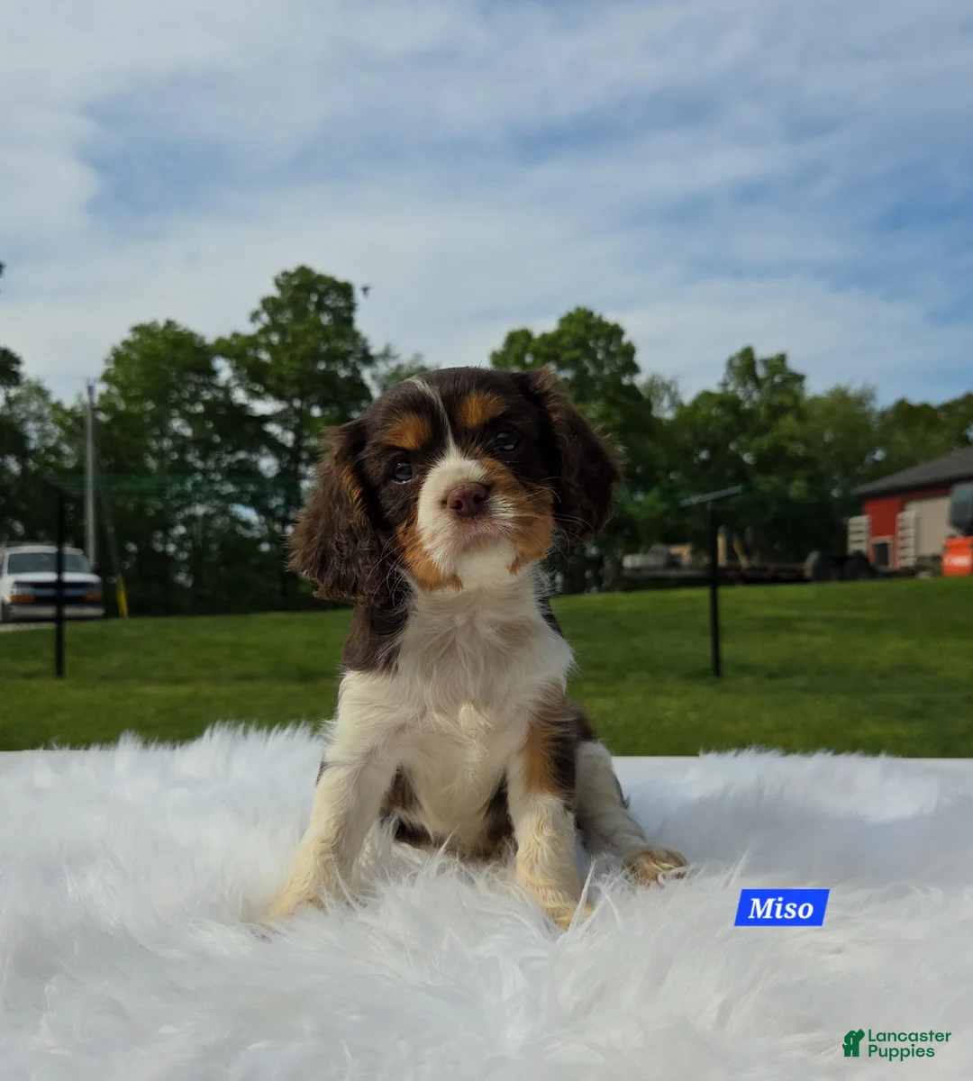 Cavalier King Charles Spaniel dogs for sale: Miso - Ad 2