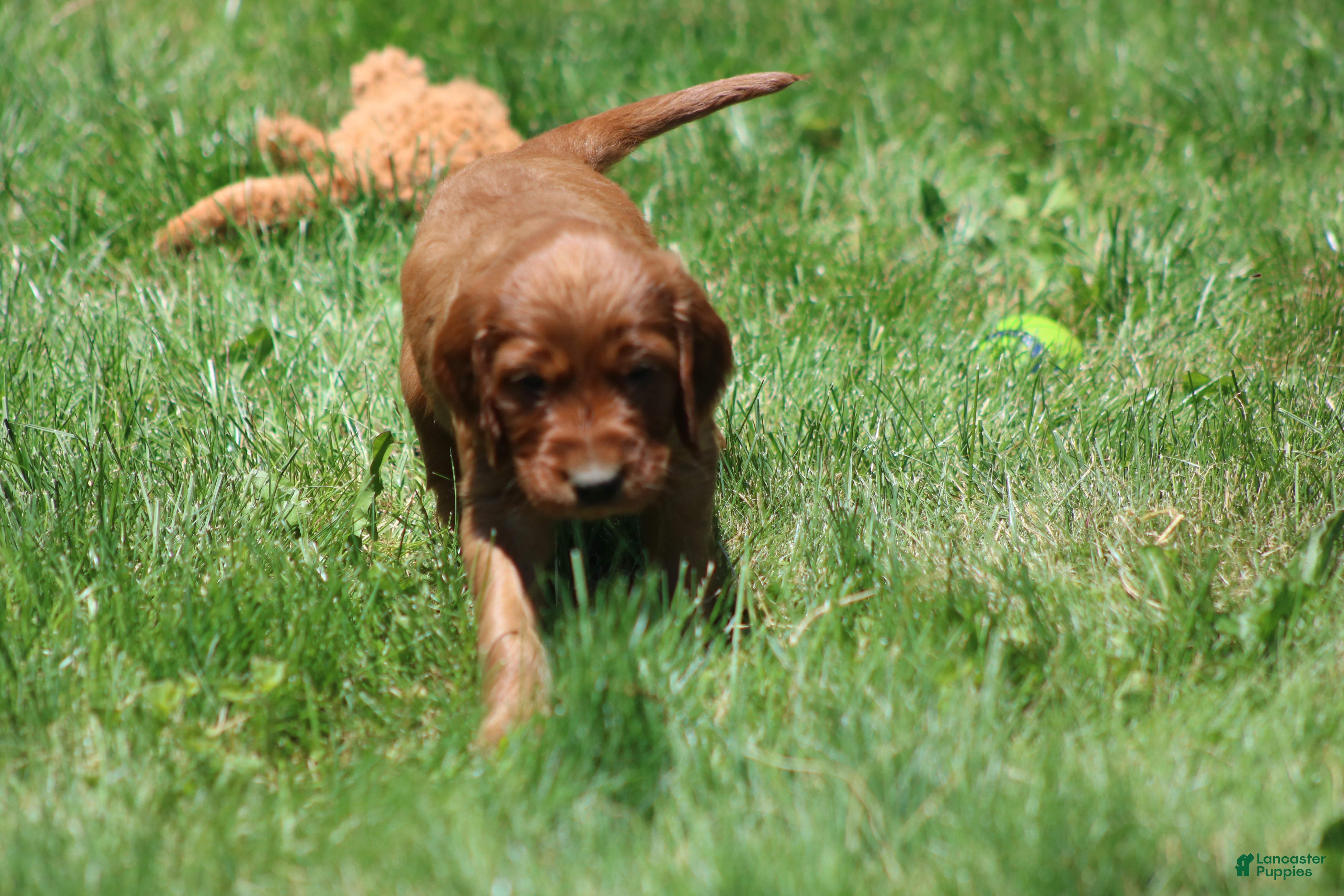 Irish Setter dogs for sale: Sammy - Ad 6