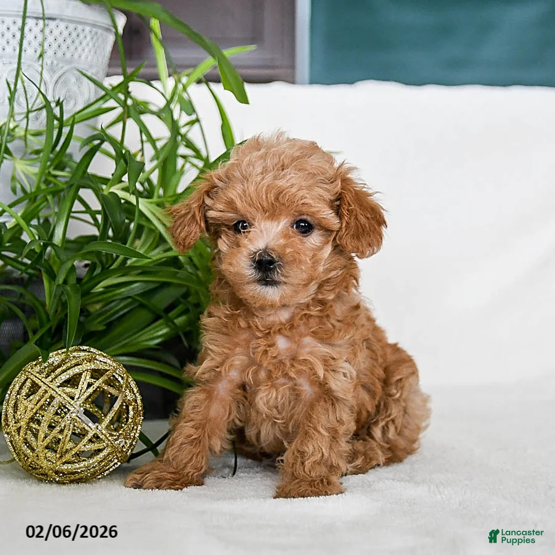 Maltipoo dogs for sale: Buffy - Ad 1