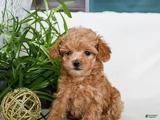 Maltipoo dogs for sale: Buffy - Ad 2