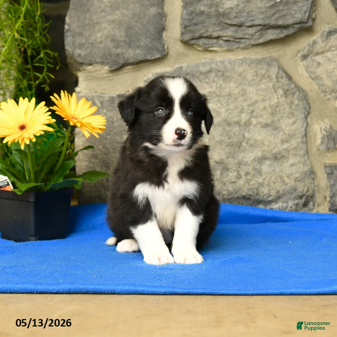 Border Collie dogs for sale: Kathy - Ad 3