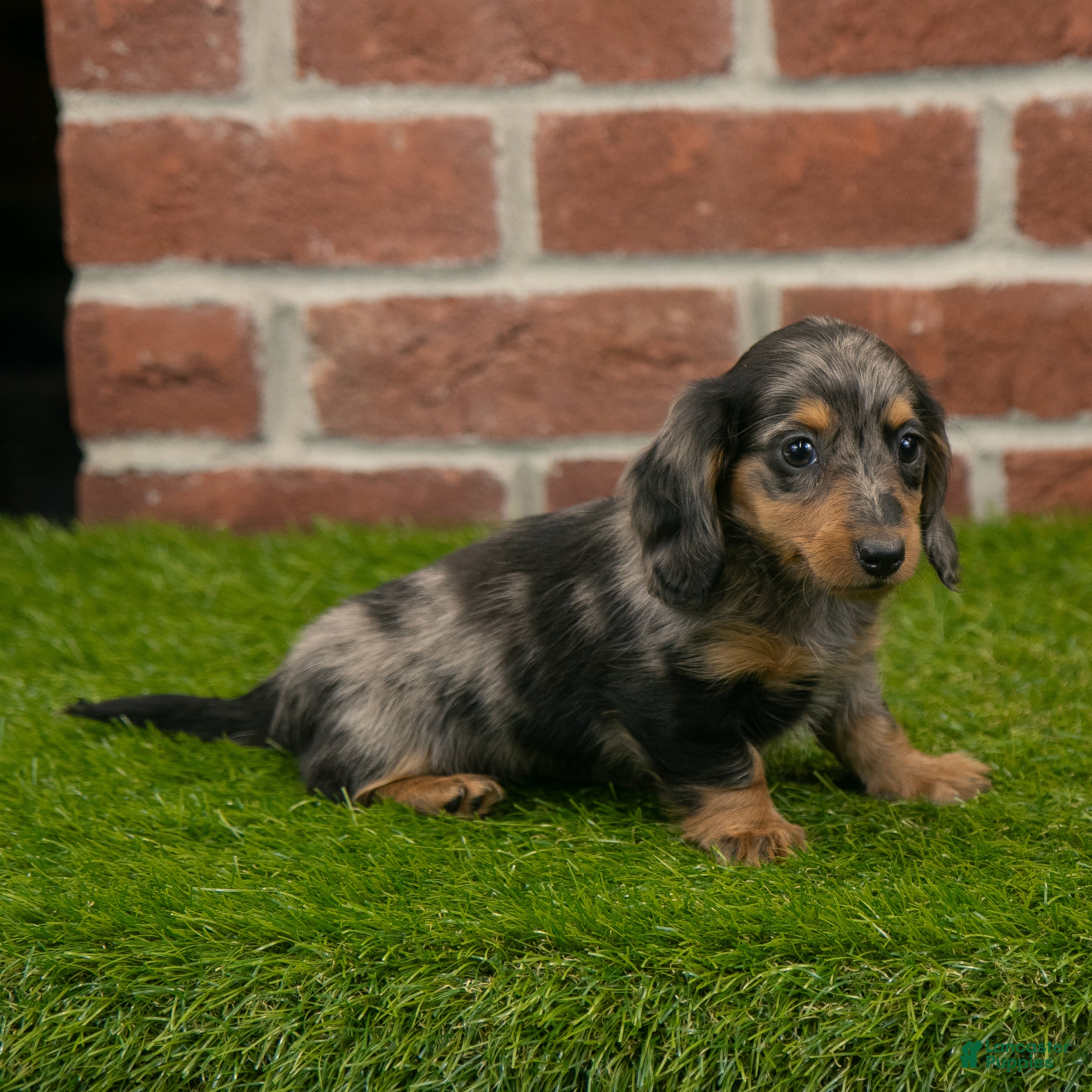 Black And Tan Dapple Long Haired Mini Dachshund Weiner Dog Mini