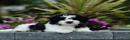 Teddy Bear dogs for sale: Sunshine  - Ad 3