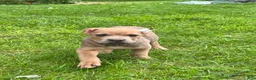 Cane Corso dogs for sale: Cane Corso 4 - Ad 2