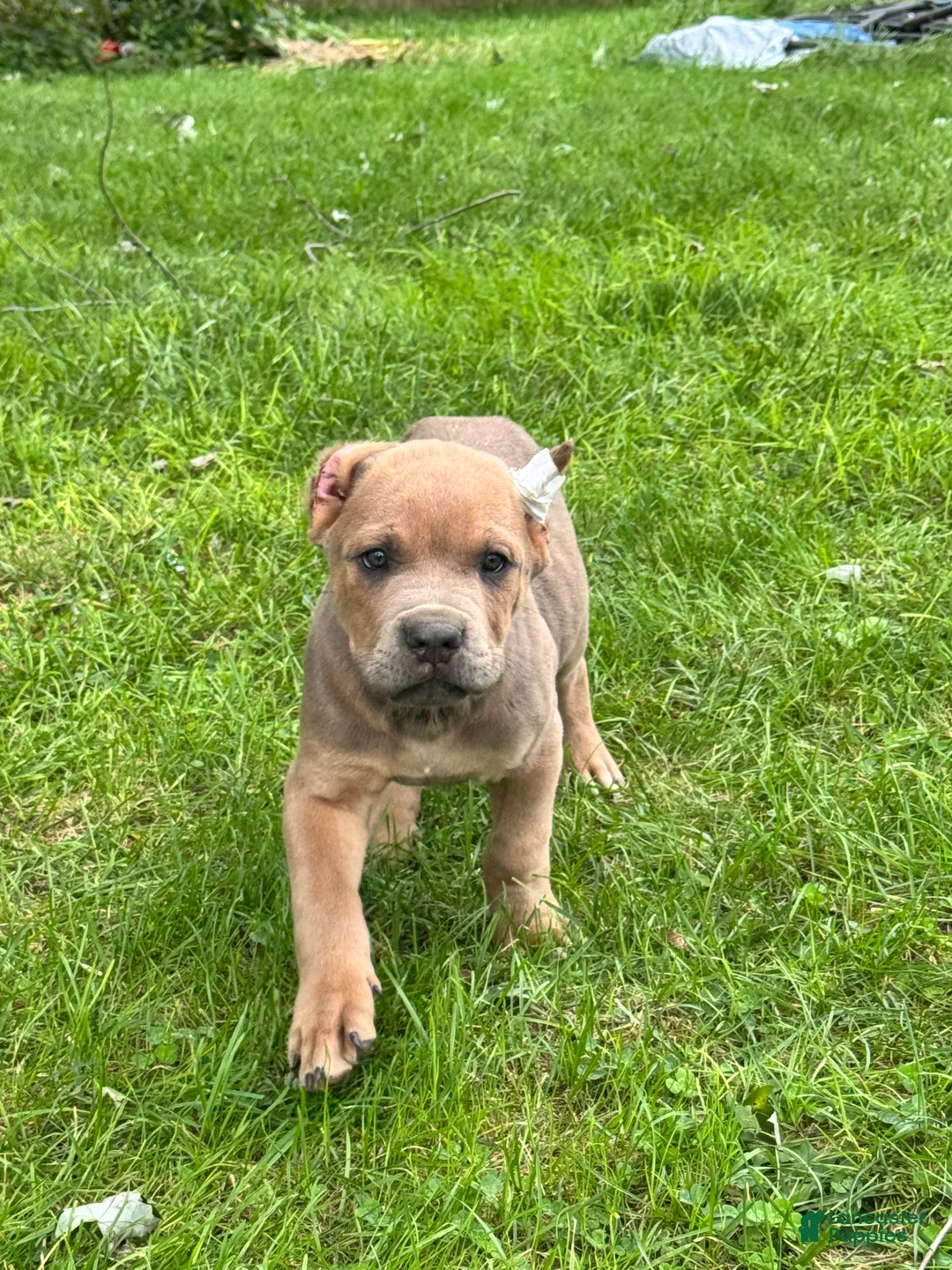Cane Corso dogs for sale: Cane Corso 4 - Ad 2