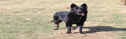 German Shepherd dogs for sale: Missy - Ad 24