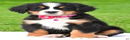 Bernese Mountain Dog dogs for sale: Nicole - Ad 7