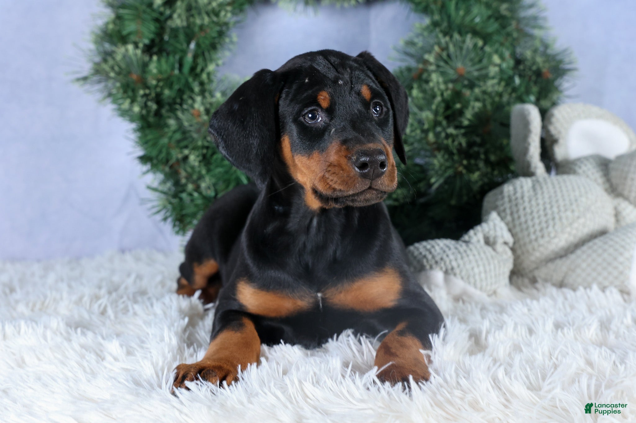 Doberman Pinscher dogs TINA - Ad 34