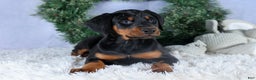 Doberman Pinscher dogs for sale: TINA - Ad 1