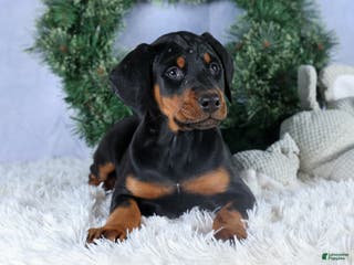 Doberman Pinscher dogs TINA - Ad 17