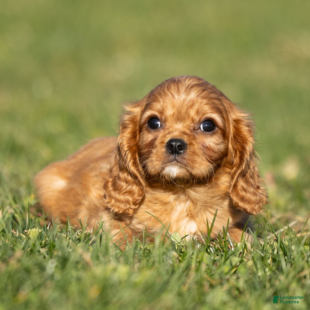 Cavalier King Charles Spaniel dogs for sale: Archer - Ad 1