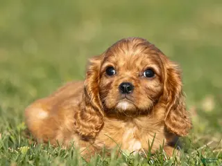 Cavalier King Charles Spaniel dogs Archer - Ad 40