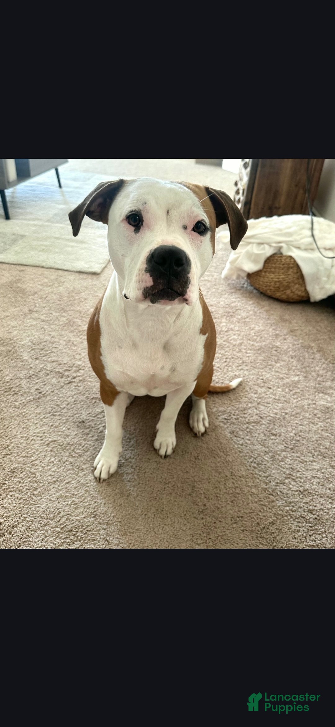 American Pit Bull Terrier dogs for sale: Saddie - Ad 3