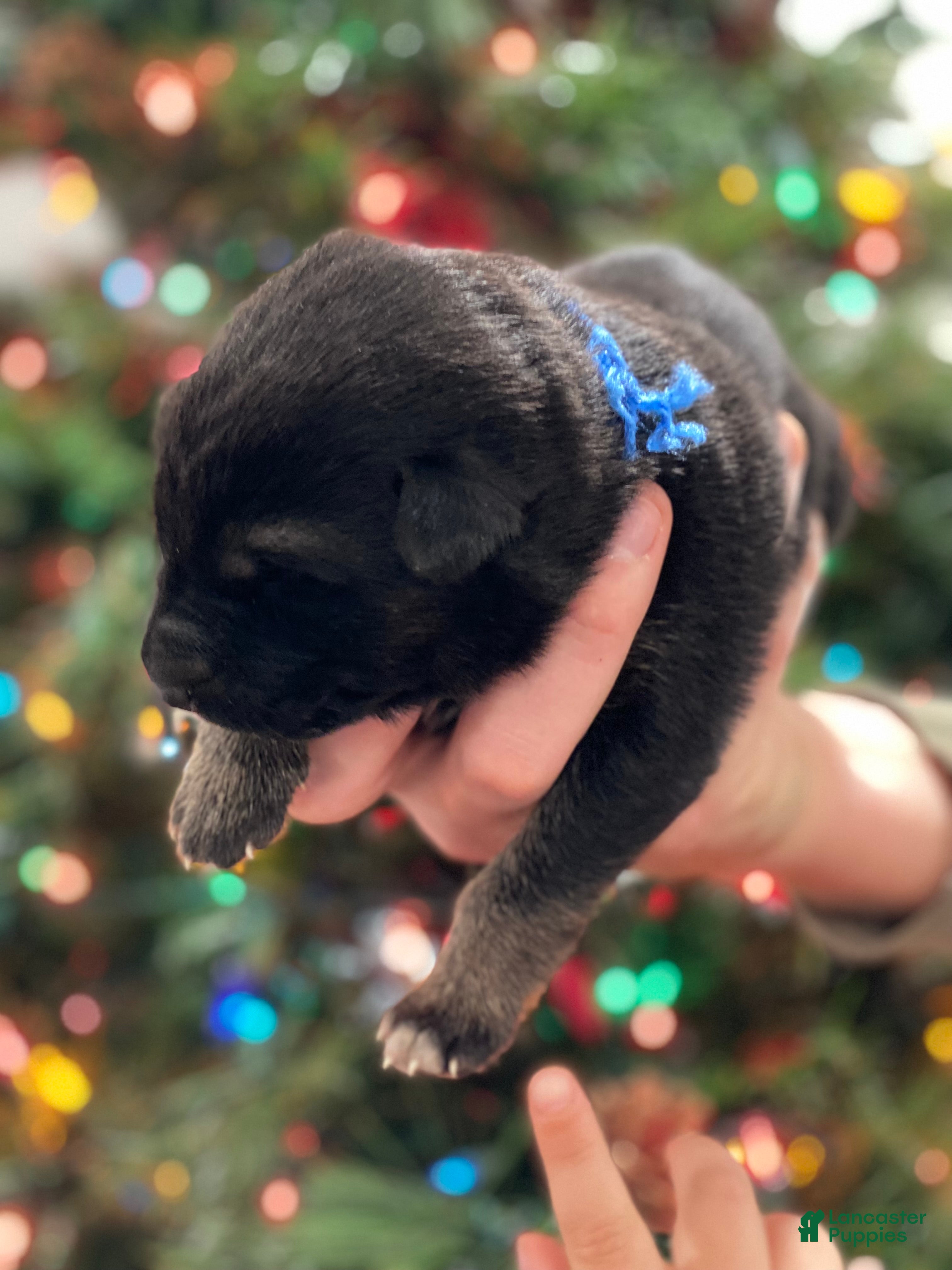 German Shepherd dogs German Shepherd Puppy 7 - Ad 19