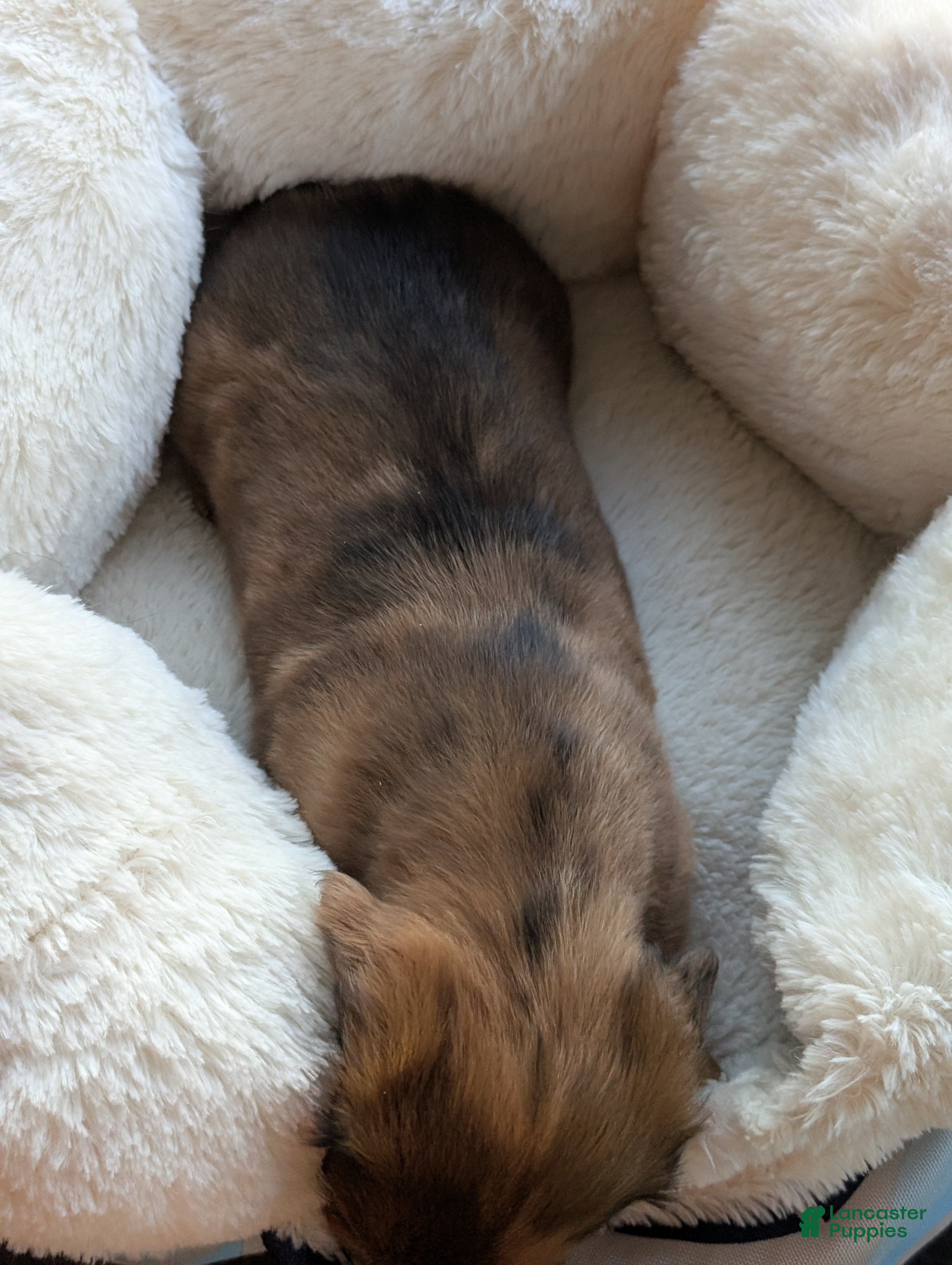 Miniature Dachshund dogs Harvey - Ad 2