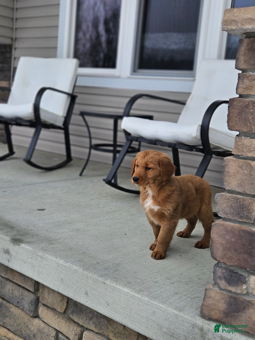 Golden Retriever dogs for sale: Charlie - Ad 1