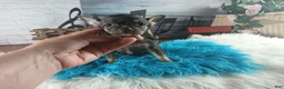 Chihuahua dogs for sale: Debras blk tan boy. Hand Delivery  - Ad 5