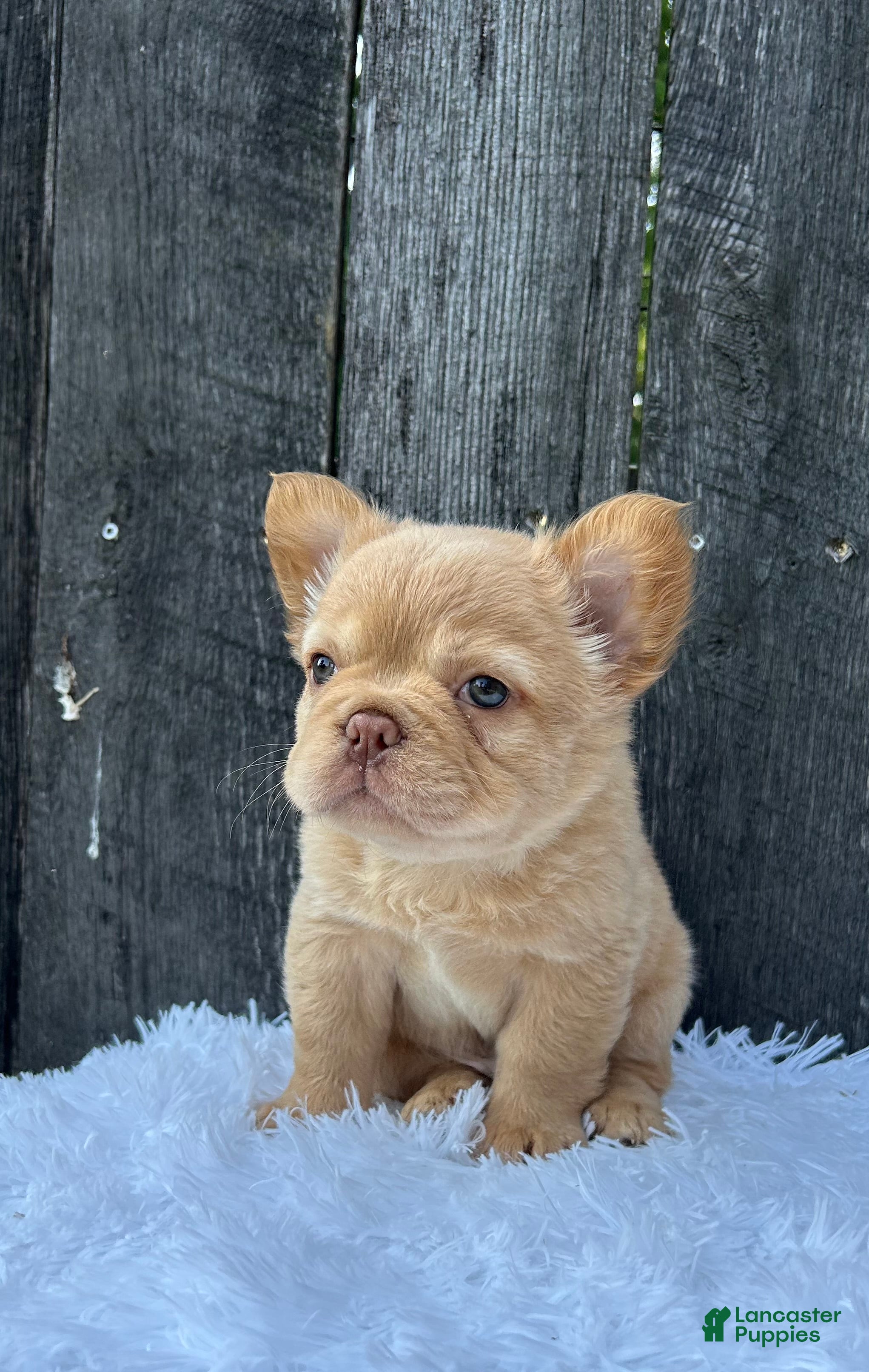 French Bulldog dogs Archie - Ad 2