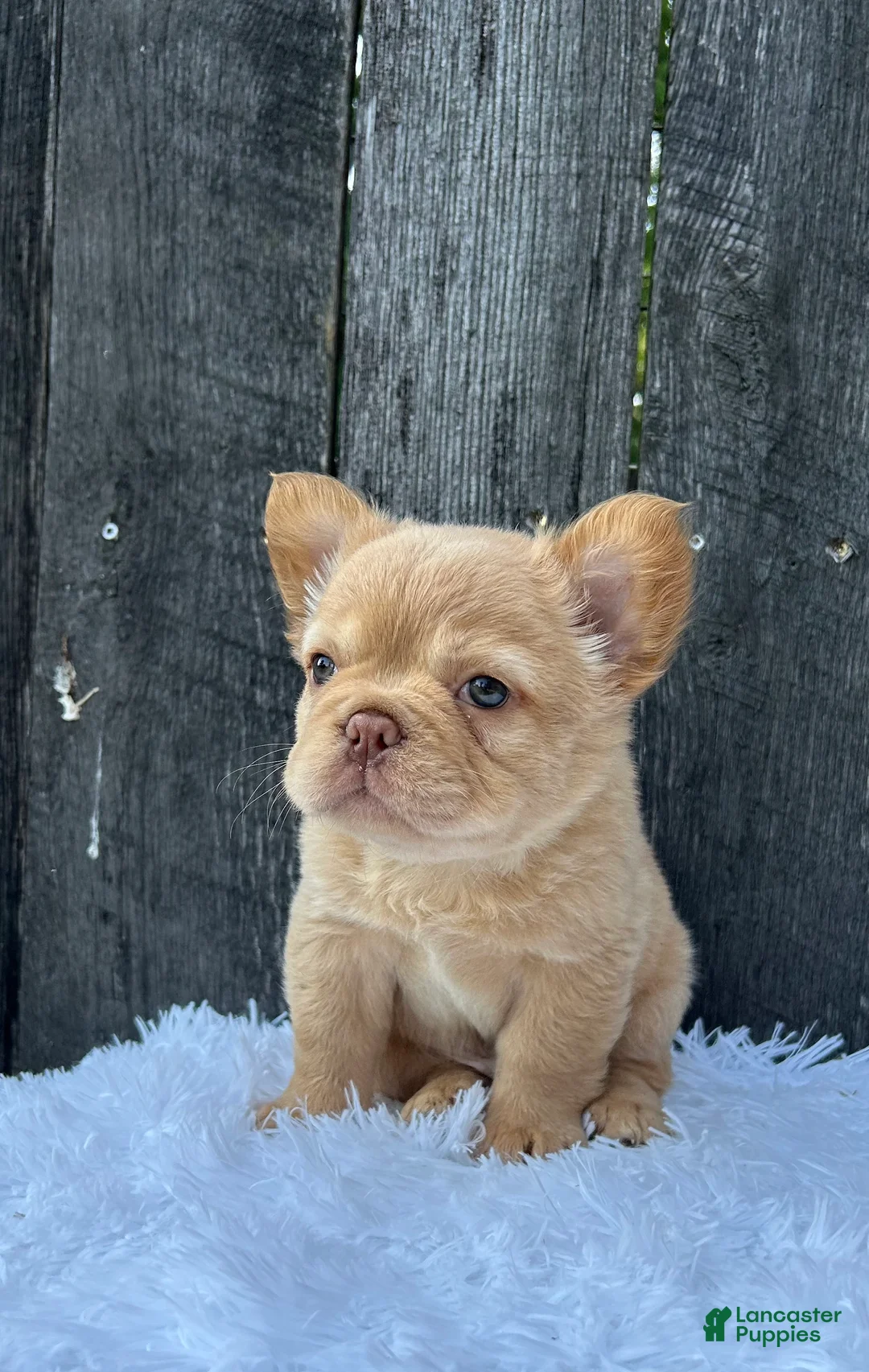 French Bulldog dogs for sale: Archie - Ad 2