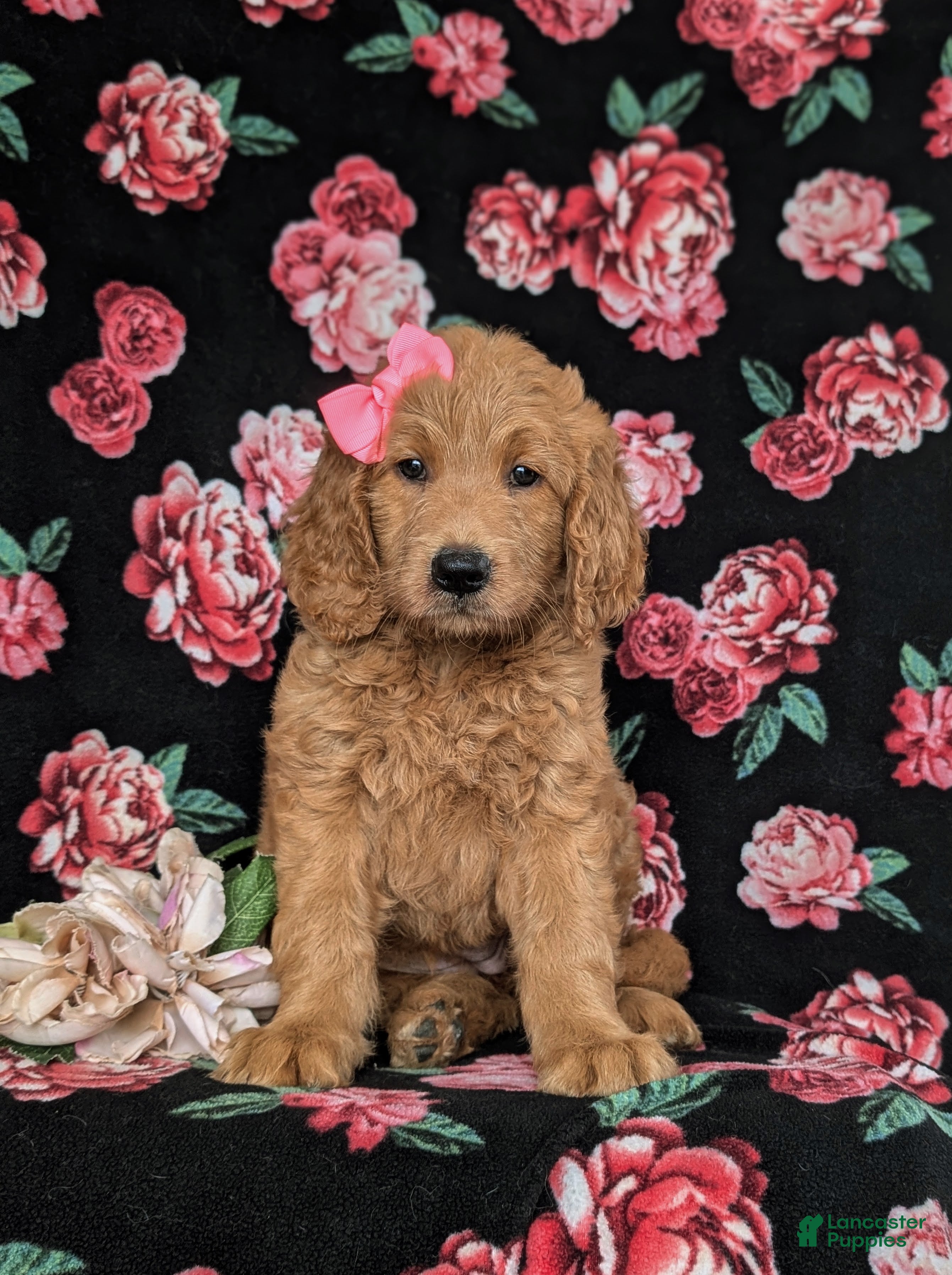 Goldendoodle dogs Vanessa - Ad 2