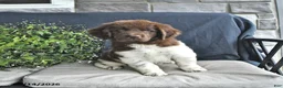 Newfoundland dogs for sale: Jade - Ad 10