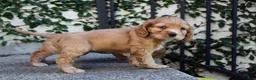 Cocker Spaniel dogs for sale: Bone - Ad 3
