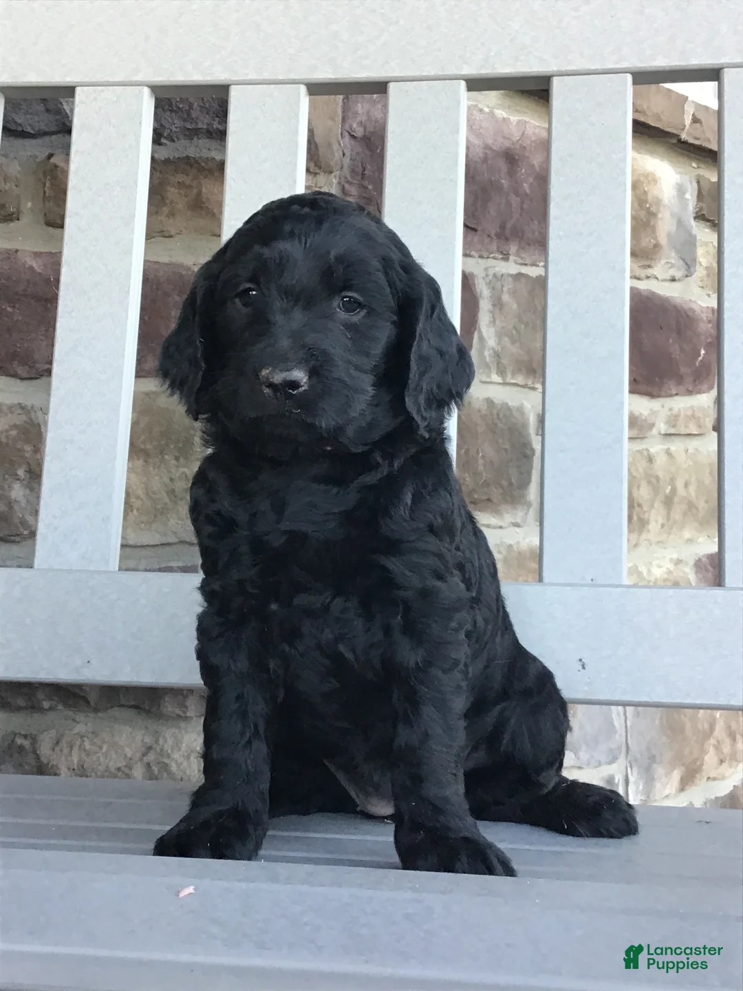 Goldendoodle dogs for sale: Dixie - Ad 1