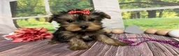 Yorkshire Terrier dogs for sale: Lillian - Ad 2