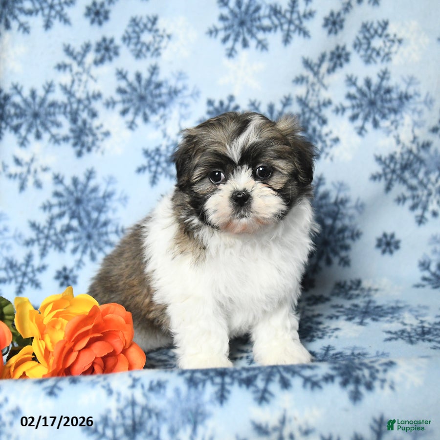 Teddy Bear dogs Minnie - Ad 2