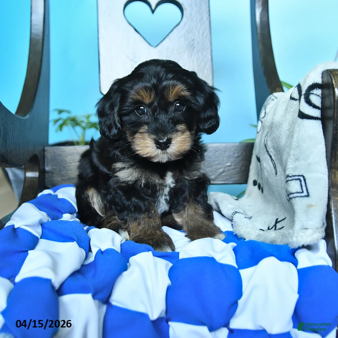 Havapoo dogs for sale: Sparkles - Ad 1