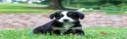 Bernese Mountain Dog dogs for sale: Dixie - Ad 4