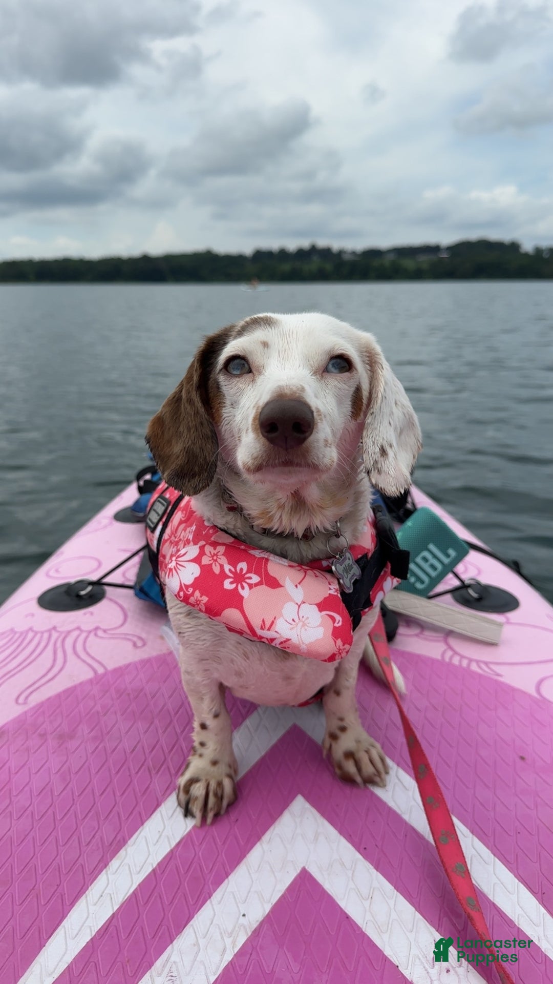 Miniature Dachshund dogs for sale: Coco - Ad 11