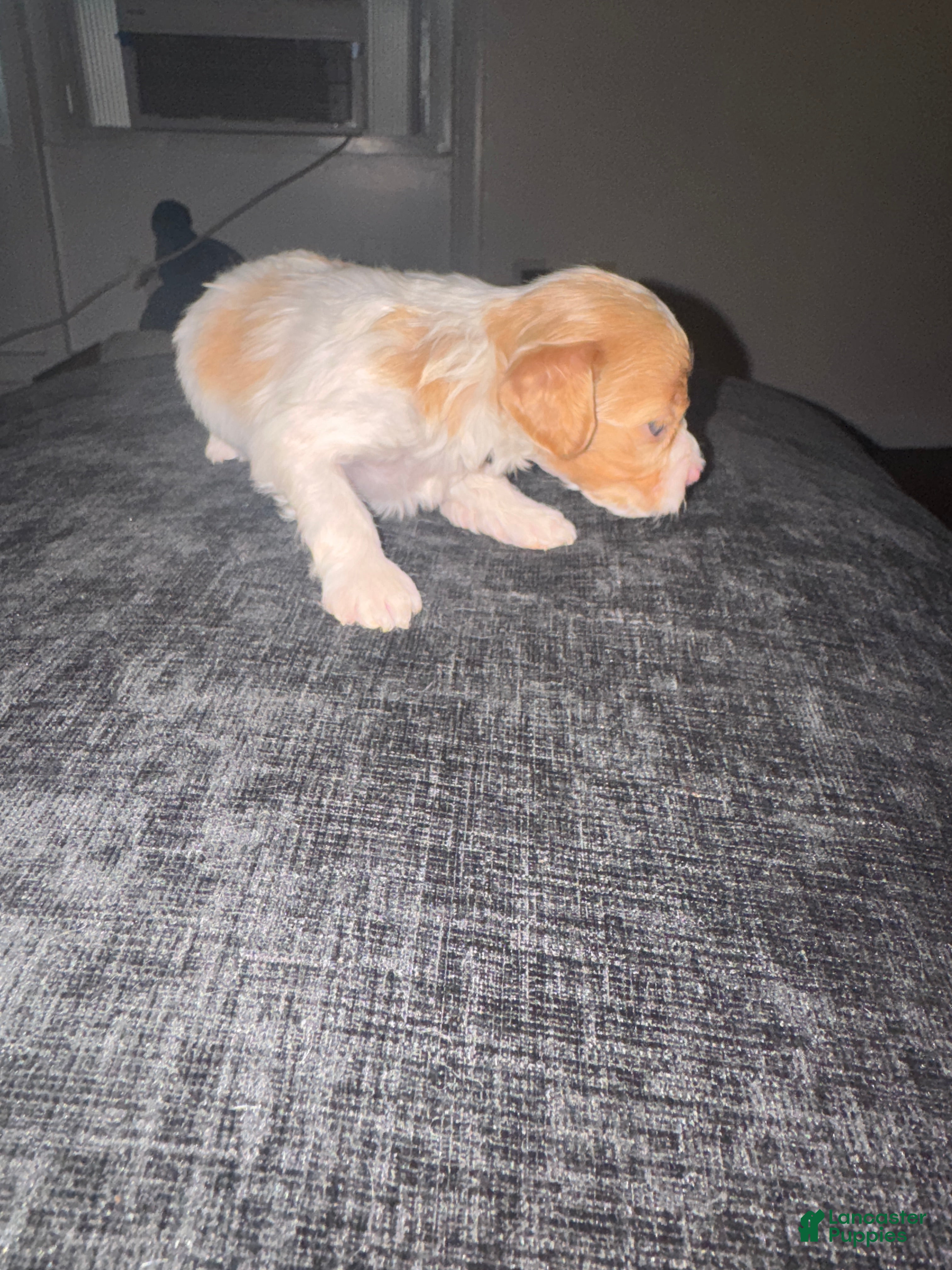 Havapoo dogs Havapoo Puppy 4 - Ad 28