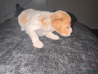 Havapoo dogs Havapoo Puppy 4 - Ad 34