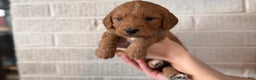 Mini Goldendoodle dogs for sale: Mocha - Ad 1