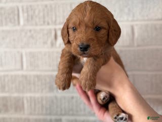 Mini Goldendoodle dogs Mocha - Ad 29